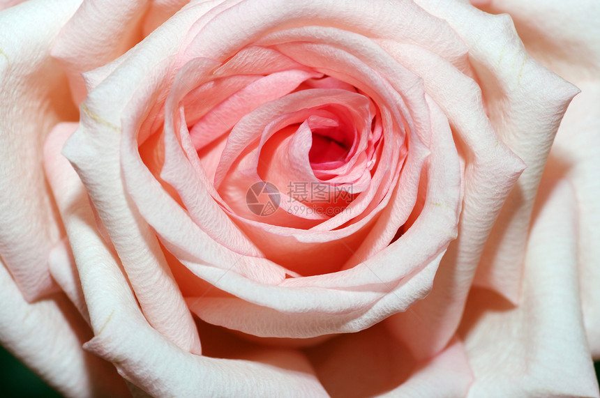 粉红玫瑰生长美丽花朵花瓣粉色飞沫白色树叶热情植物图片