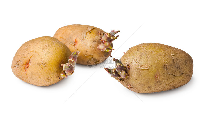 土豆种子     白色的3个管子图片