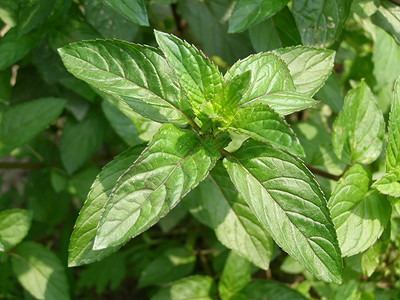 聚粉色植被植物胡椒树叶绿色叶子背景图片