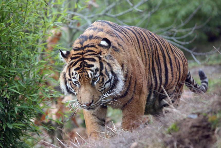 老虎捕食者野生动物动物大猫危险野外动物荒野哺乳动物动物园条纹图片