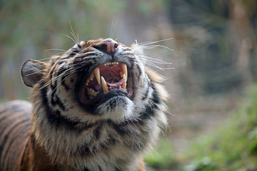 老虎危险哺乳动物国家食肉动物大猫条纹捕食者动物园野生动物图片