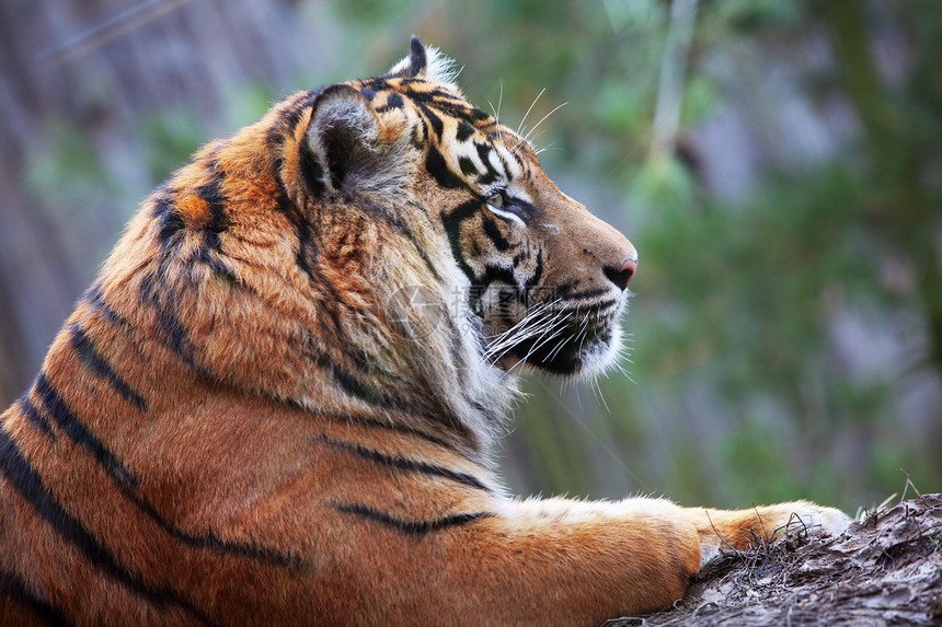 老虎野外动物国家大猫野生动物荒野动物条纹捕食者食肉危险图片