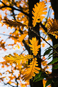 秋天 - 美国橡树叶栎属高清图片素材