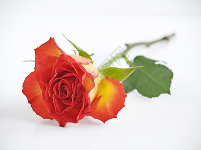 红玫瑰玫瑰美丽红色背景图片