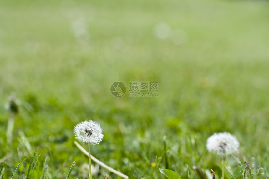 花层美丽生长园艺宏观草地种子植物群院子植物花园图片