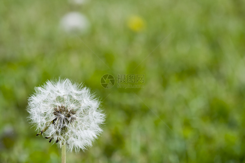 花层草地园艺院子生长宏观花店植物花园美丽杂草图片