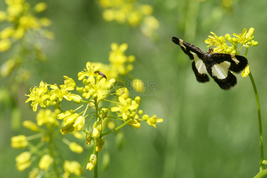 蝴蝶和花朵昆虫花园国家公园植物群农场草地图片