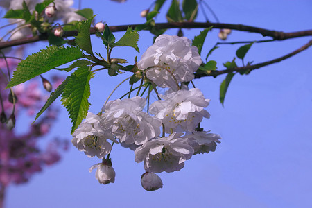 白樱花花蓝色天空树叶玫瑰花朵背景图片