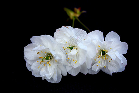 白樱花花蓝色花朵玫瑰树叶背景图片