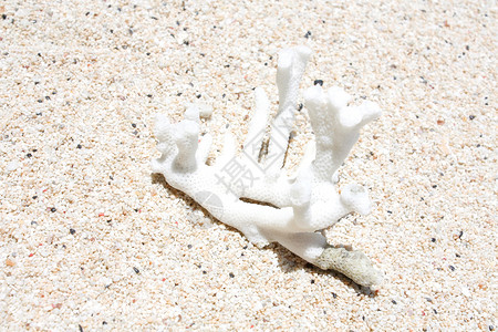 珊瑚白色石头背景图片