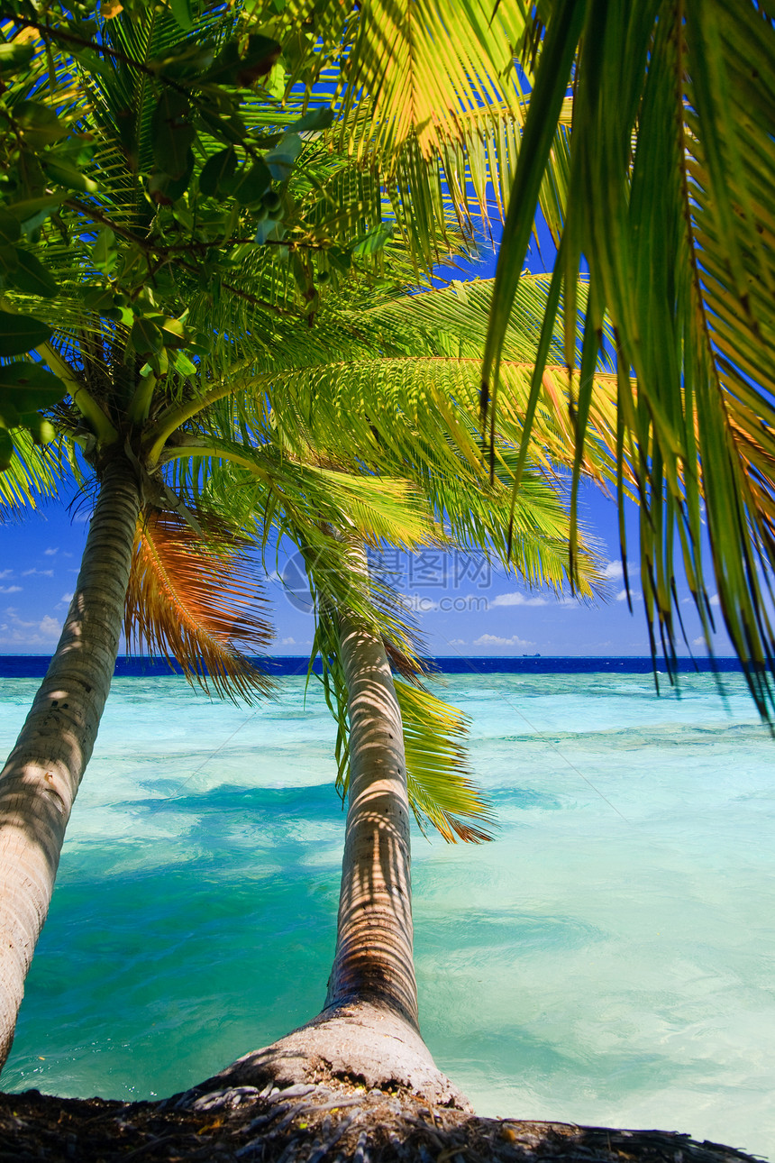 马尔代夫的热带天堂游泳阳光地平线植物旅行棕榈海洋太阳天空假期图片
