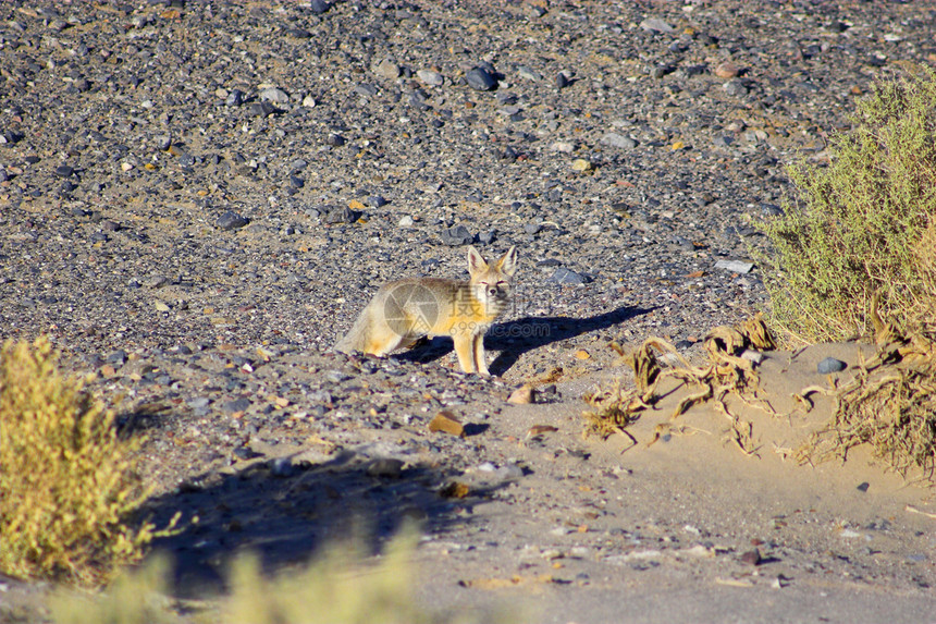 死亡谷沙漠狐狸图片