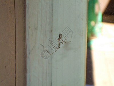 长腿蜘蛛爸爸漏洞网络动物昆虫背景图片
