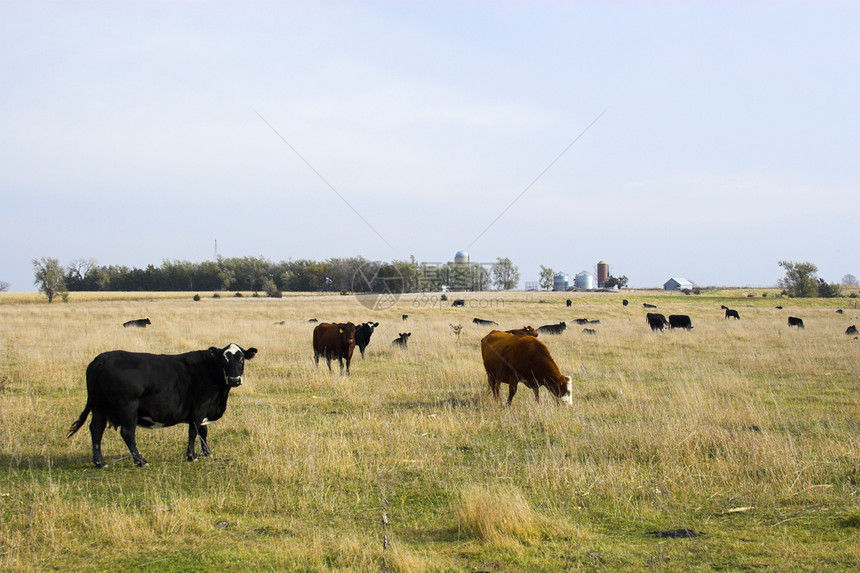 与奶牛一起的农场风景草原访问农业喇叭小牛假期动物地平线国家场地图片