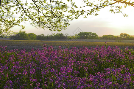 粉红野花和森林童话花朵日落紫色粉色草原叶子树木生长太阳背景图片