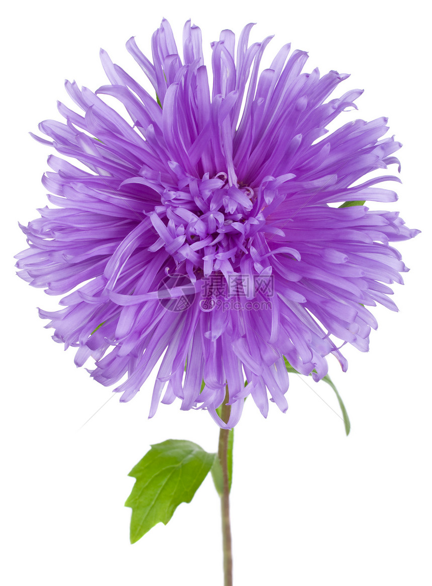 紫花朵白色花粉花瓣紫色植物学宏观植物叶子图片