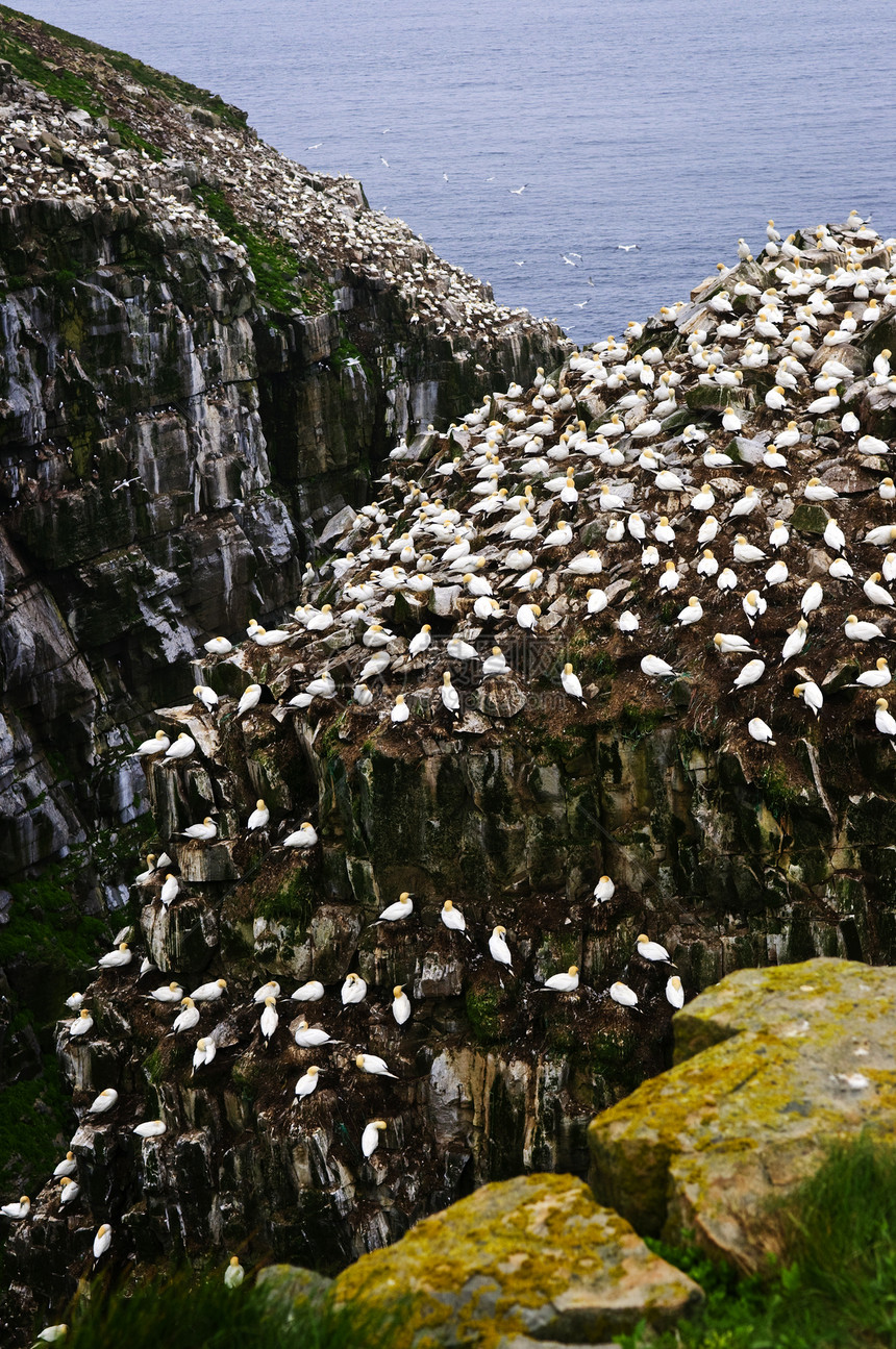 纽芬兰圣玛丽角生态鸟类保护区(St Mary's Cape)图片
