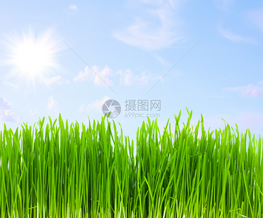 绿草 蓝天空黄色生长牧场花园植物地平线蓝色活力草地晴天图片