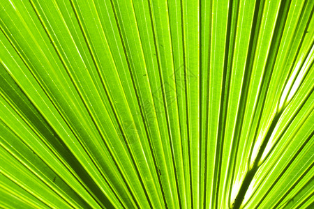 热带芭蕉树叶棕榈树叶抽象背景生活绿色芭蕉线条叶子宏观花园条纹植物热带背景