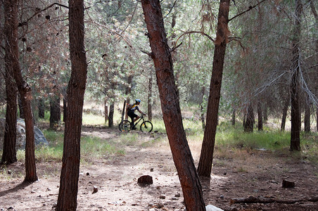 森林下坡自行车树木运动背景图片