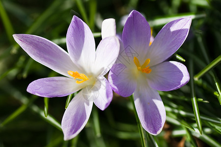 草从和花朵紫色和白春花灯泡植物阳光树叶宏观季节花朵花瓣黄色季节性背景
