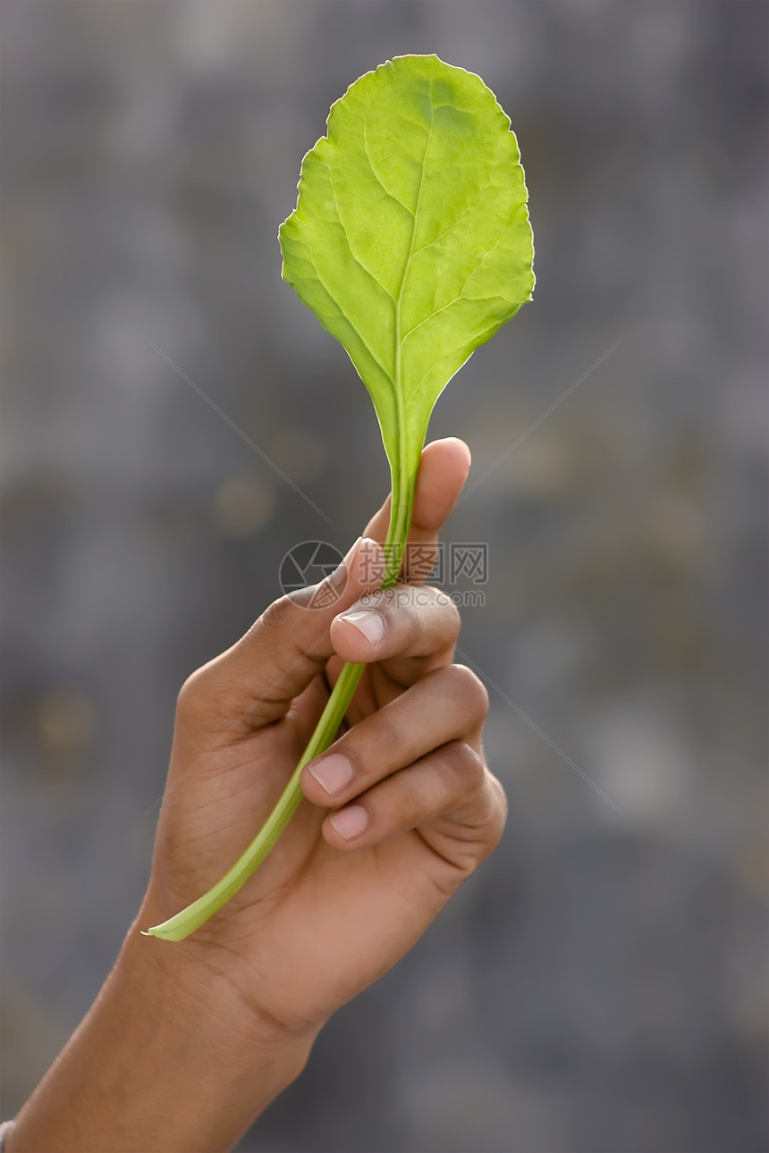 新鲜菠菜多叶手指植物叶子棕榈绿色食物沙拉蔬菜图片