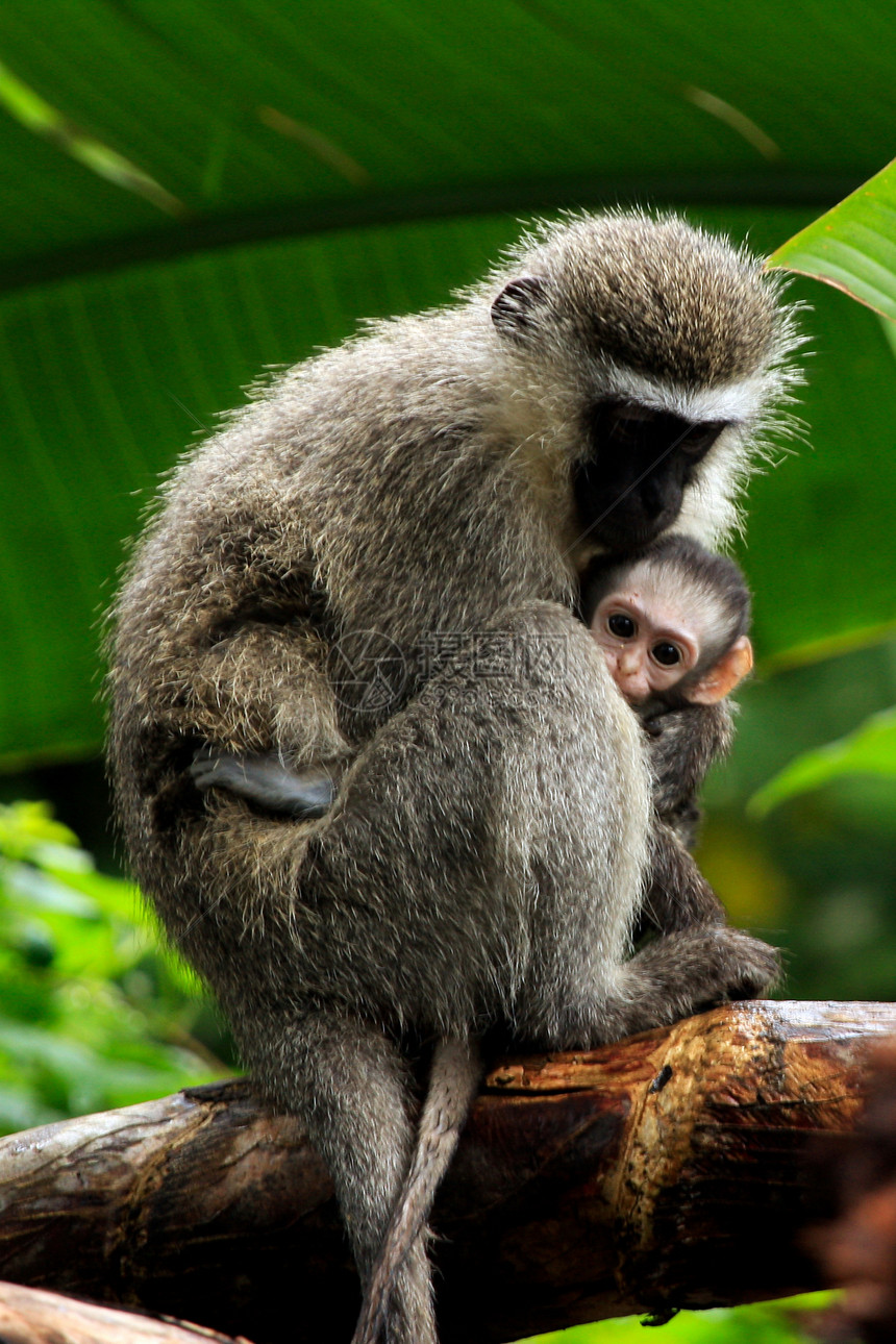 活性猴子 母亲和婴儿长尾蓝色灵长类动物丛林水果家庭大草原殖民地图片