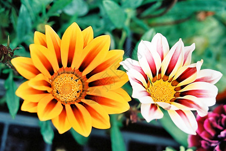 Gazania 虎状虎纹植物群白色臭虫花瓣红色植物生长树叶黄色背景图片