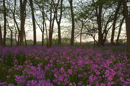 粉红野花和森林太阳日落粉色生长童话草原叶子花朵紫色树木背景图片