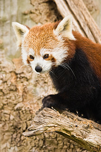 红熊猫动物动物学火狐野生动物濒危吉祥物动物园火猫竹子狐狸喜马拉雅高清图片素材