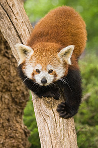 红熊猫濒危野生动物动物学动物园动物吉祥物火猫哺乳动物竹子火狐可爱的高清图片素材