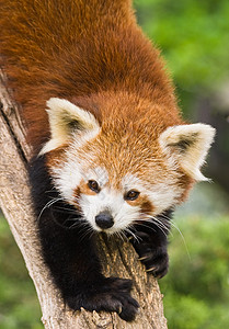 红熊猫动物狐狸动物学火猫火狐哺乳动物动物园竹子濒危吉祥物富根高清图片素材