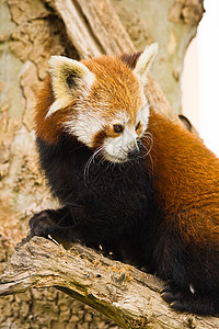 红熊猫吉祥物火狐狐狸火猫濒危竹子动物动物学动物园野生动物老挝高清图片素材
