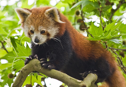 红熊猫竹子火狐吉祥物动物园哺乳动物野生动物濒危动物动物学狐狸喜马拉雅高清图片素材