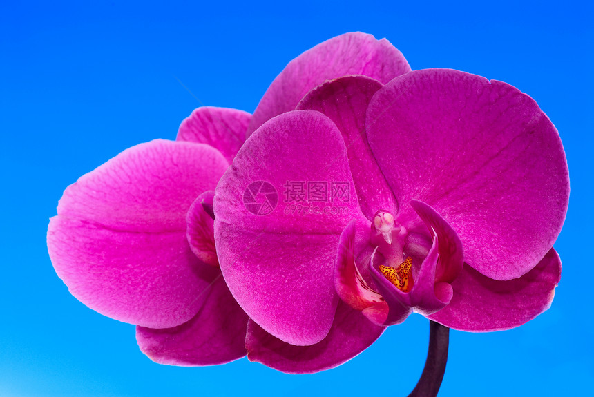 紫兰花花瓶植物学静物紫色蓝色热带植物萼片兰花白色图片
