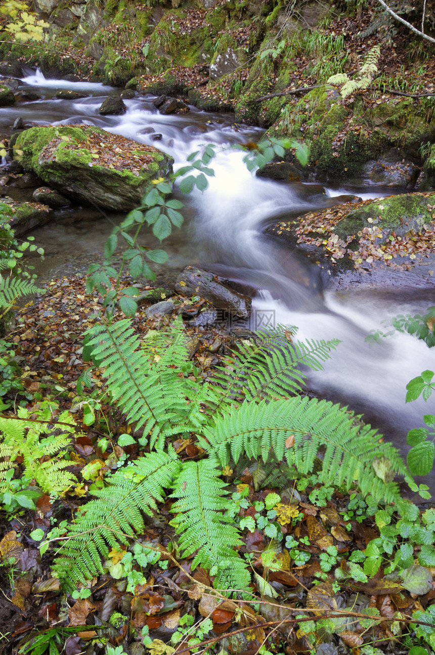 野山山河波浪季节树木山脉环境活力石头木头岩石植物图片