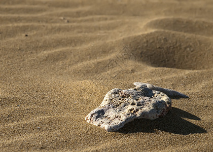 沙石沙漠海滩干旱沙丘卵石粮食背景图片