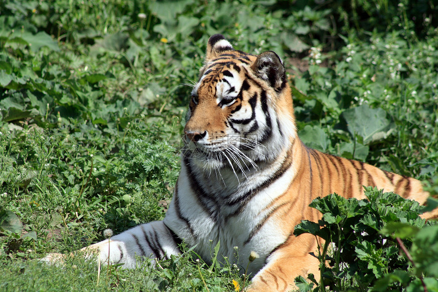 老虎在草地上动物园野外动物打猎哺乳动物野猫野生动物条纹动物捕食者图片