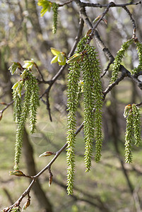 性质背景绿色柳絮森林花序叶子绿色植物植物背景图片