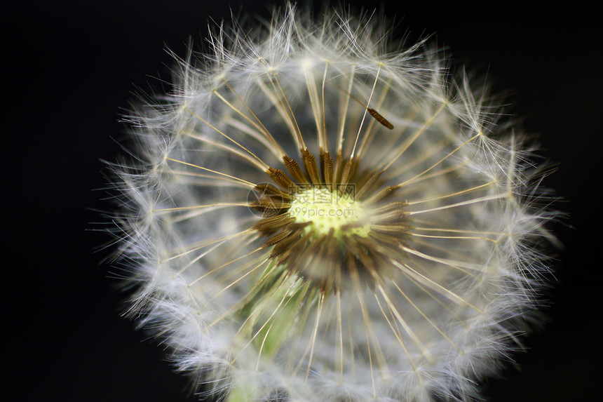 特写 dandelion植物群杂草植物学种子自由生长美丽宏观荒野植物图片