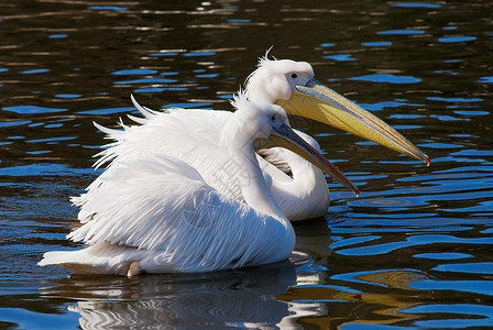 佩利卡荒野白色翅膀动物园野生动物高清图片