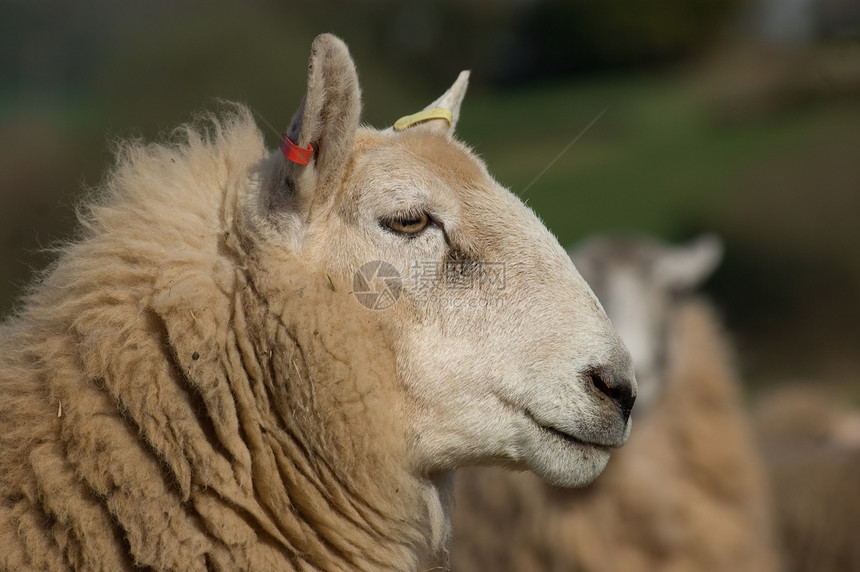 羊头耳朵哺乳动物黑色生活鼻子眼睛内存绵羊羊肉乡村图片