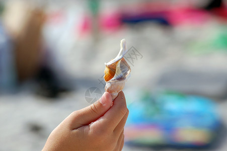 手手里的贝壳海滩海洋太阳背景图片