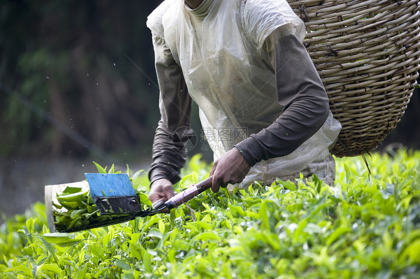 工人收获茶叶假期绿色生长工具饮料种植园工作乡村农村柳条就业图片