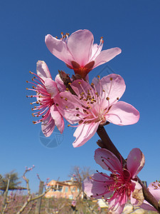 桃花花粉色植物树木红色白色植物群分支机构背景图片