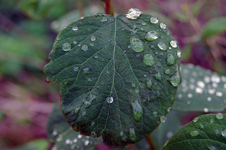 叶子上的雨滴下雨背景图片