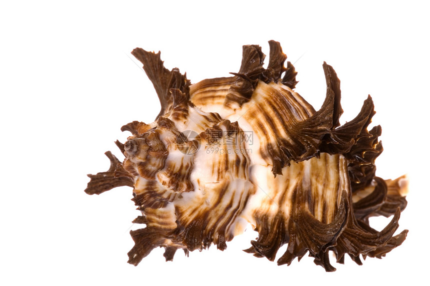 海壳壳蜗牛动物情调海滩海岸线食物异国热带脆皮海洋生物图片
