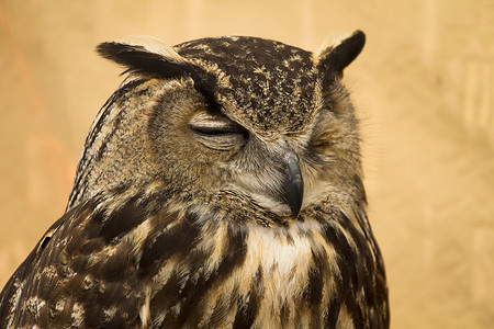猫头鹰肖像动物眼睛野生动物翅膀智慧敬畏动物园学习猎人棕色背景图片