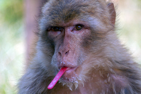 食猴子猴爆头动物动物园背景图片