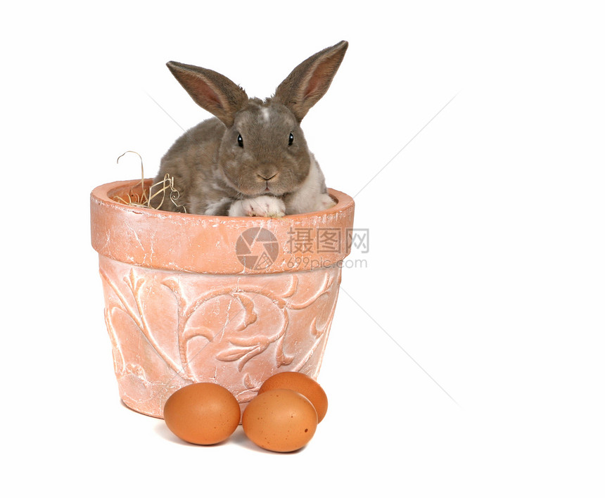 便壶中鸡蛋的宠爱小灰兔工作室兔子毛皮白色动物红色管闲事宠物耳朵水平图片